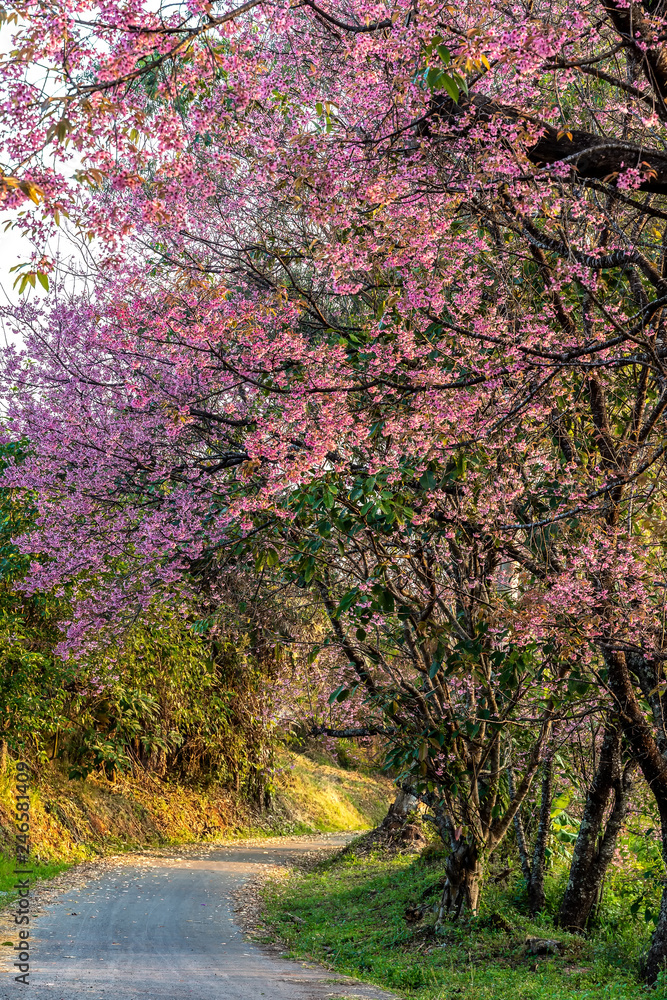 Pink cherry blossoms garden in Khun wang, Chiang Mai in Thailand.