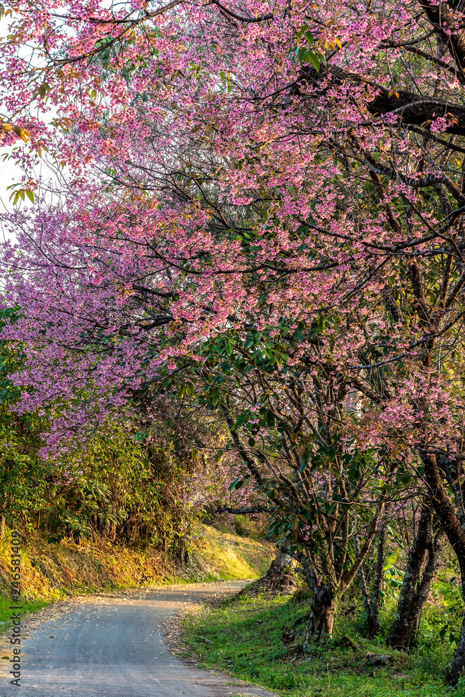 Pink cherry blossoms garden in Khun wang, Chiang Mai in Thailand. Pink cherry blossoms garden in Khun wang, Chiang Mai in Thailand.