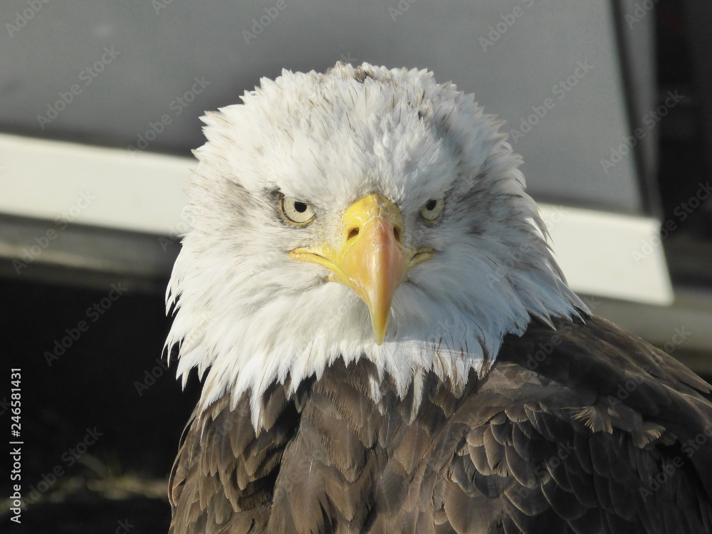 Fototapeta premium Bald eagle