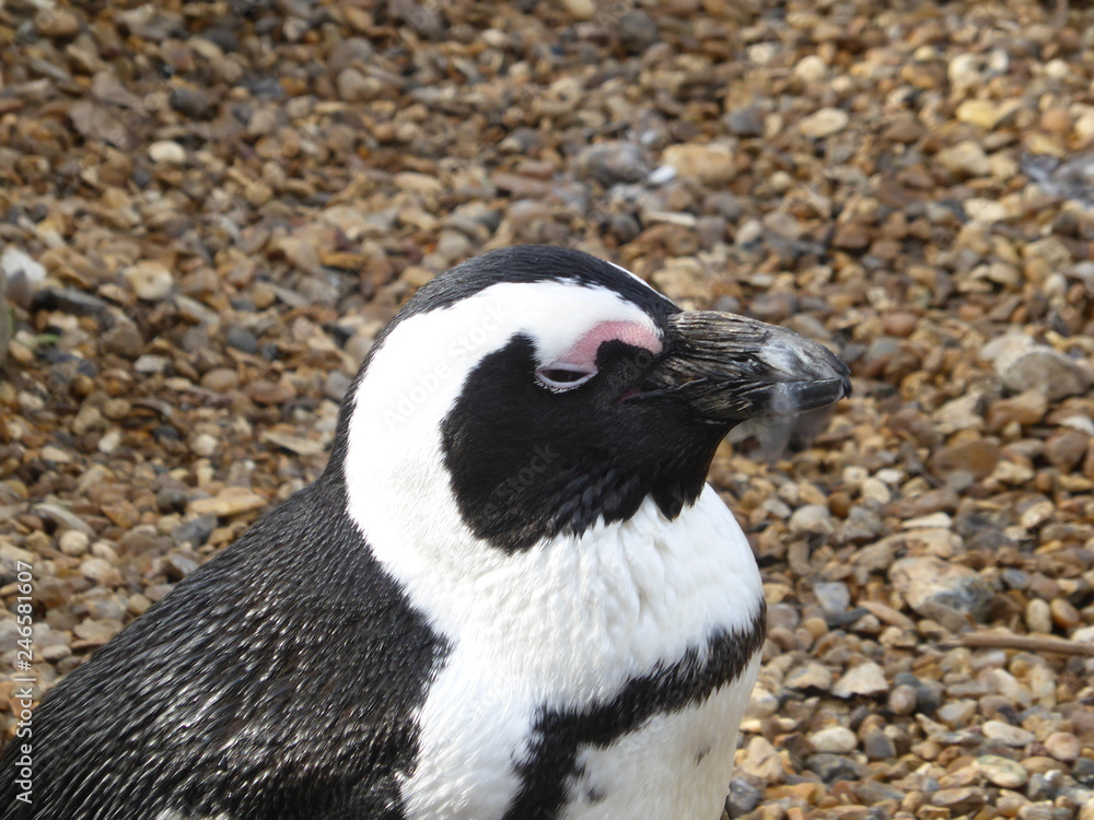 Fototapeta premium Humboldt penguin