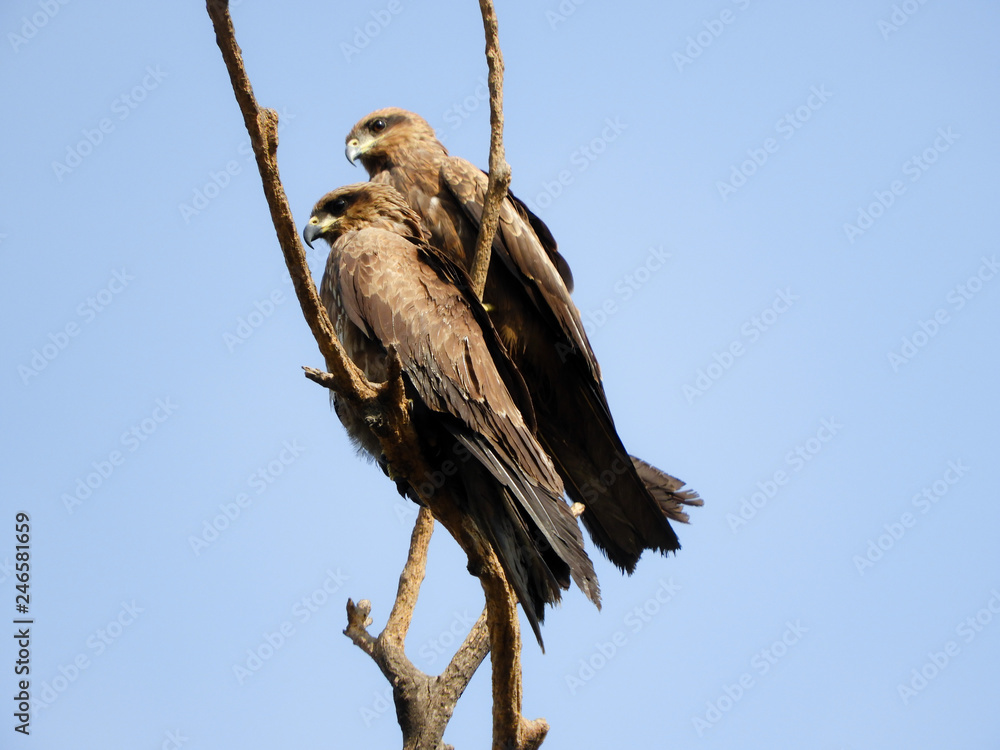 Two black kites perched on branch of tree Two black kites perched on branch of tree