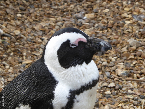 Fototapeta Naklejka Na Ścianę i Meble -  Humboldt penguin