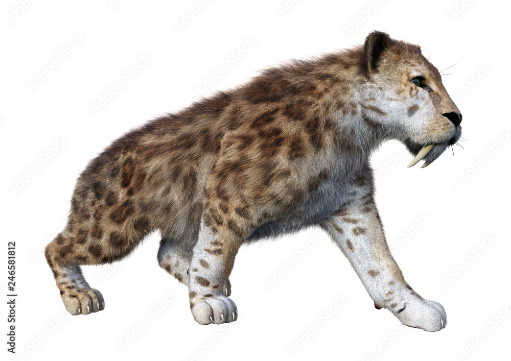 Fototapeta premium 3D Rendering Sabertooth Tiger on White