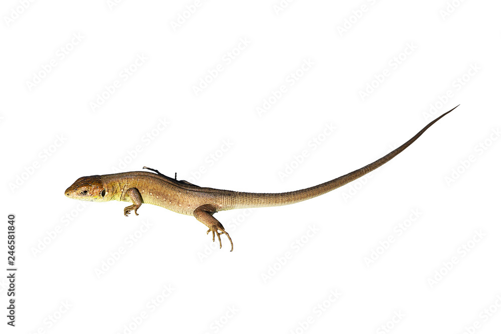 juvenile green lizard over white juvenile green lizard over white