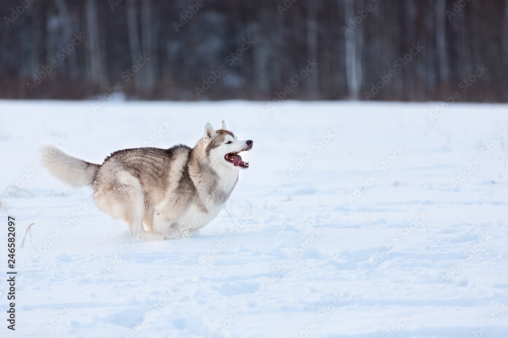 Crazy, happy and free beige and white dog breed siberian husky running on the snow path in the field Crazy, happy and free beige and white dog breed siberian husky running on the snow path in the field