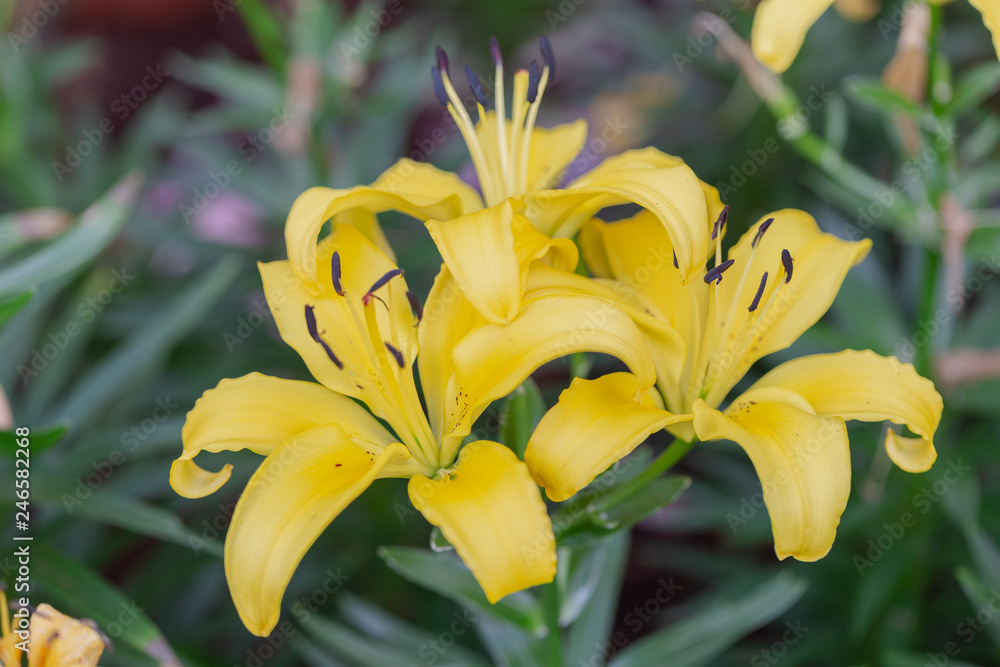 Lily flower and green leaf background in garden at sunny summer or spring day for beauty decoration and agriculture design. Lily Lilium hybrids. Lily flower and green leaf background in garden at sunny summer or spring day for beauty decoration and agriculture design. Lily Lilium hybrids.
