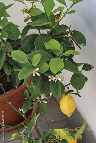Limone pianta e frutto