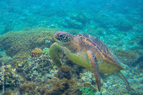 Sea turtle in corals. Exotic marine turtle undersea photo. Oceanic animal in wild nature. Summer vacation