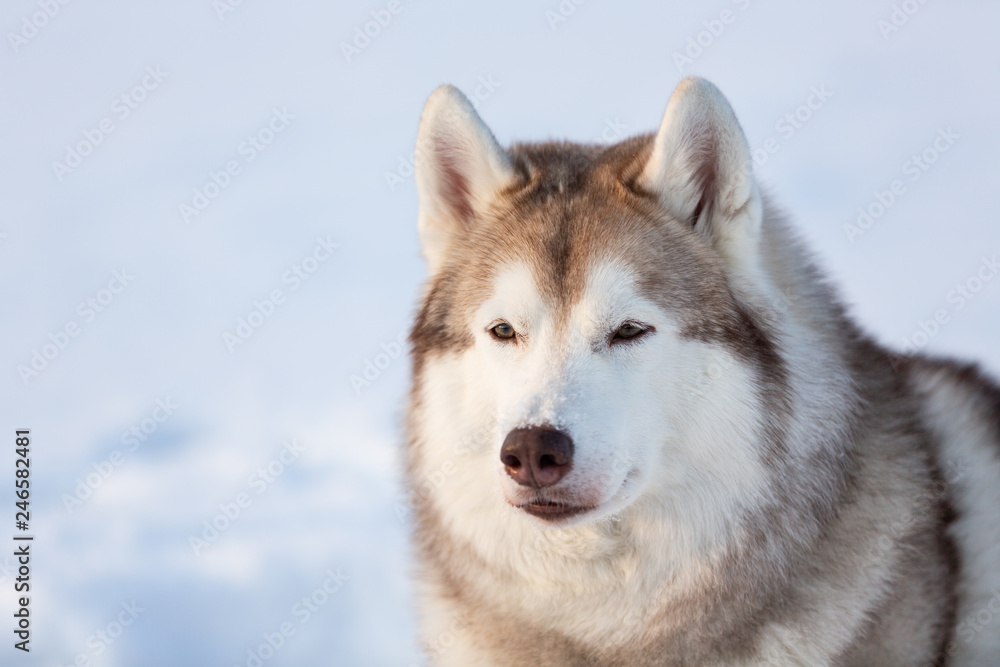 Beautiful, free and prideful siberian Husky dog sitting on the snow in winter forest at sunset.