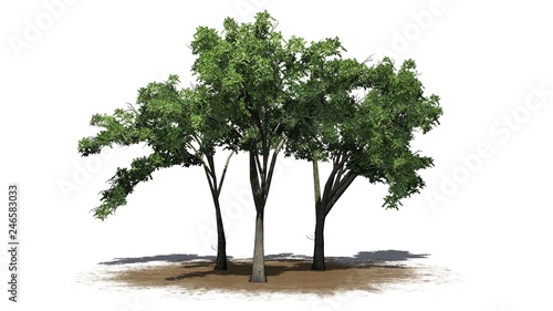 several American Elm trees on a sand area - isolated on white background