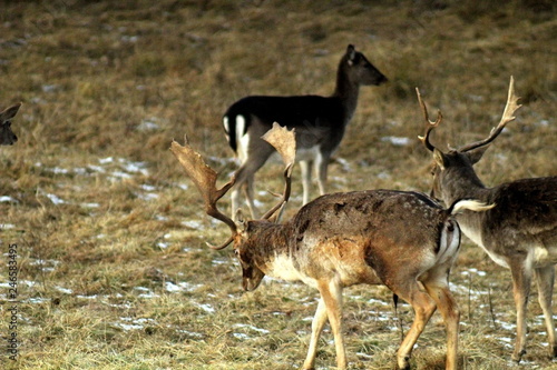 The male European doe  at the end of autumn in a forest glade  on the territory of a hunting farm