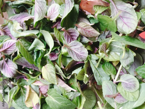 Green and purple mint leaves drying naturally and grown organically, natural pattern background