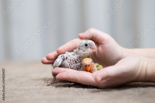 Close up shot of human hand holding beautiful cockatiel and  Rosy faced chicks playing and searching for feeding.