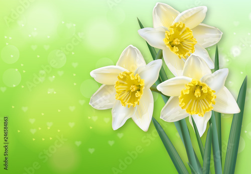 Narcissus spring flowers Vector realistic. Delicate flowers bouquet illustrations