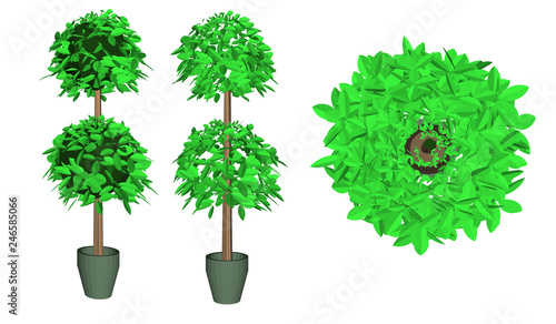 green tree in a pot