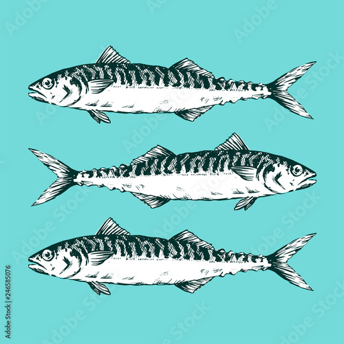 Hand Drawn Illustration a Group of mackerels, Scomber, on blue background