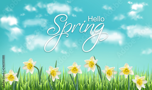 Spring card narcissus flower fields and blue sky Vector realistic