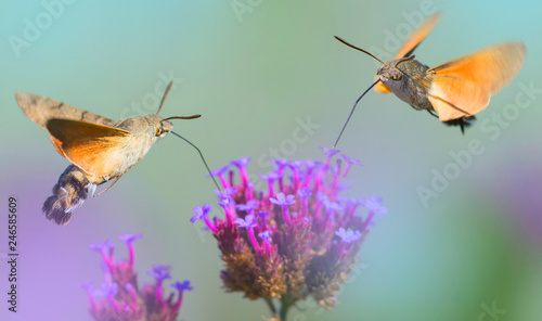 Hummingbird Hawk Moth (Macroglossum stellatarum) sucking nectar from flower in the garden