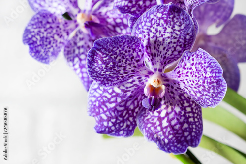 Purple orchid wanda close up.Shallow depth of field, soft effect.