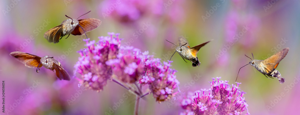 Hummingbird Hawk Moth (Macroglossum stellatarum) sucking nectar from flower in the garden Hummingbird Hawk Moth (Macroglossum stellatarum) sucking nectar from flower in the garden
