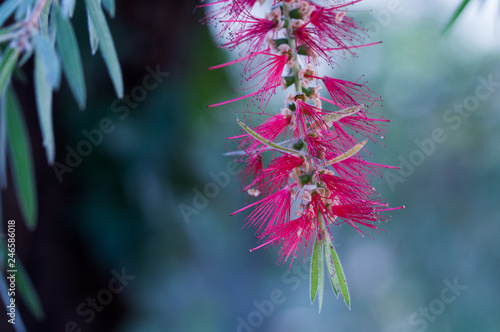 A red colour spiky bottlebrush bush Callistemon ,Sydney,Australia