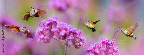 Hummingbird Hawk Moth (Macroglossum stellatarum) sucking nectar from flower in the garden