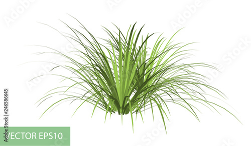 branch with green leaves isolated on white