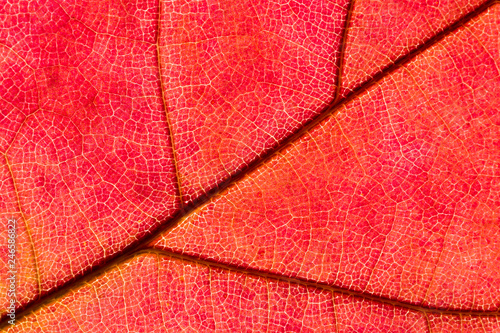 Close up of abstract maple autumn leave background