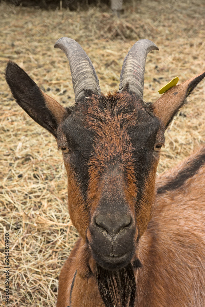 Close-up of a goat's head looking curious Close-up of a goat's head looking curious
