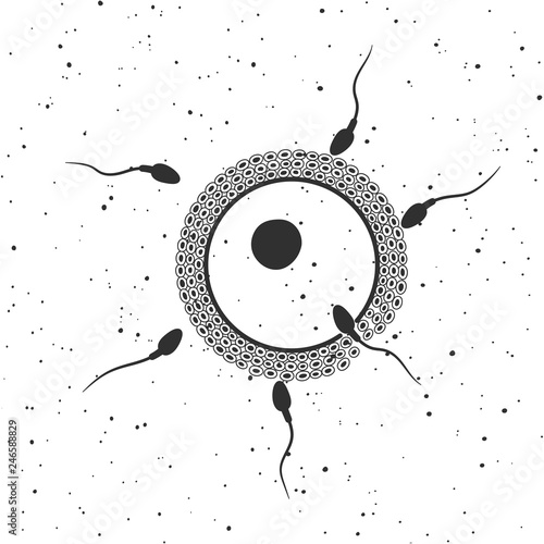Fertilized egg with sperm. Vector illustration.