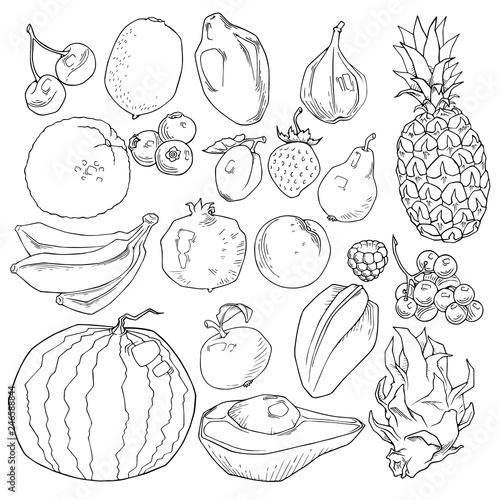 vector set of different hand drawn fruits