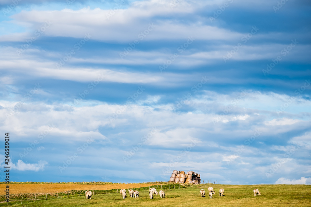 Vaches dans un pâturage, paysage de campagne