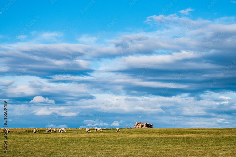 Vaches dans un pâturage, paysage de campagne Vaches dans un pâturage, paysage de campagne