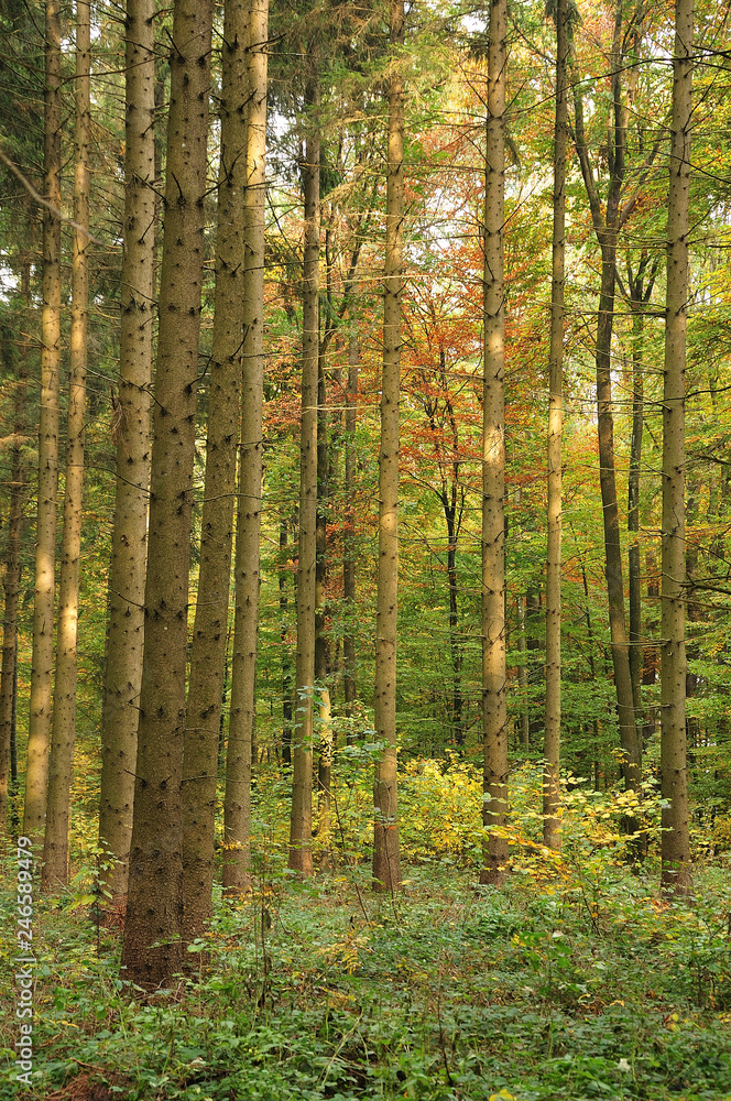 mixed forest on autumn morning mixed forest on autumn morning