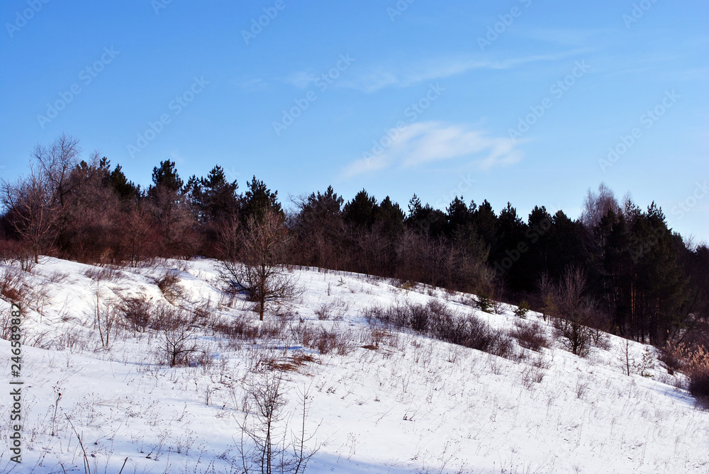 Pine forest and willows on the snowy hill, background of blue sky, sunny winter day, Ukraine Pine forest and willows on the snowy hill, background of blue sky, sunny winter day, Ukraine
