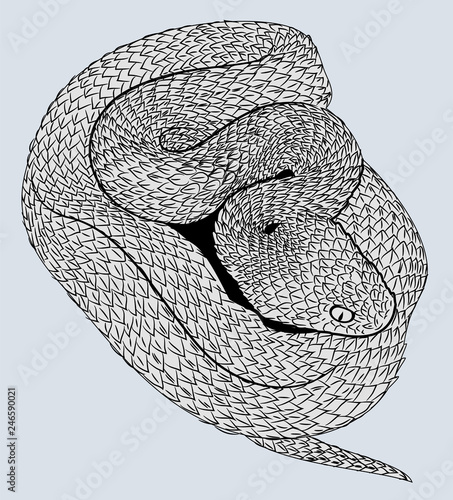 Snake coiled, freehand drawing, engraving, doodle, flat