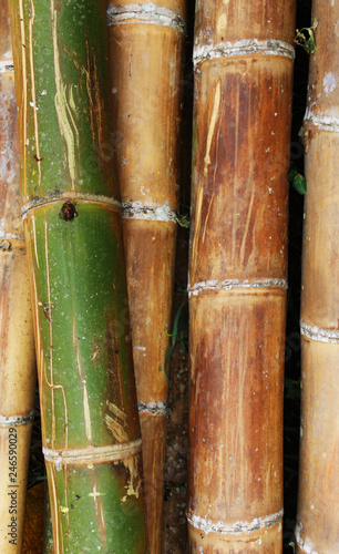 Close up from green and brown bamboo sticks  perfect wallpaper and background for an spa and relax place  nature is helping your health 