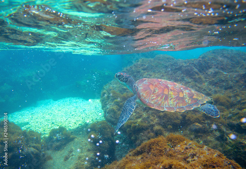 Sea turtle in shallow sea. Exotic marine turtle underwater photo. Oceanic animal in wild nature. © Elya.Q
