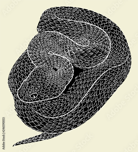 Snake coiled, freehand drawing, engraving, doodle, flat