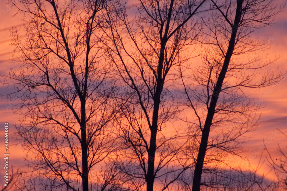 Fototapeta premium unusual sunset. Orange sky and contrasting branches of trees