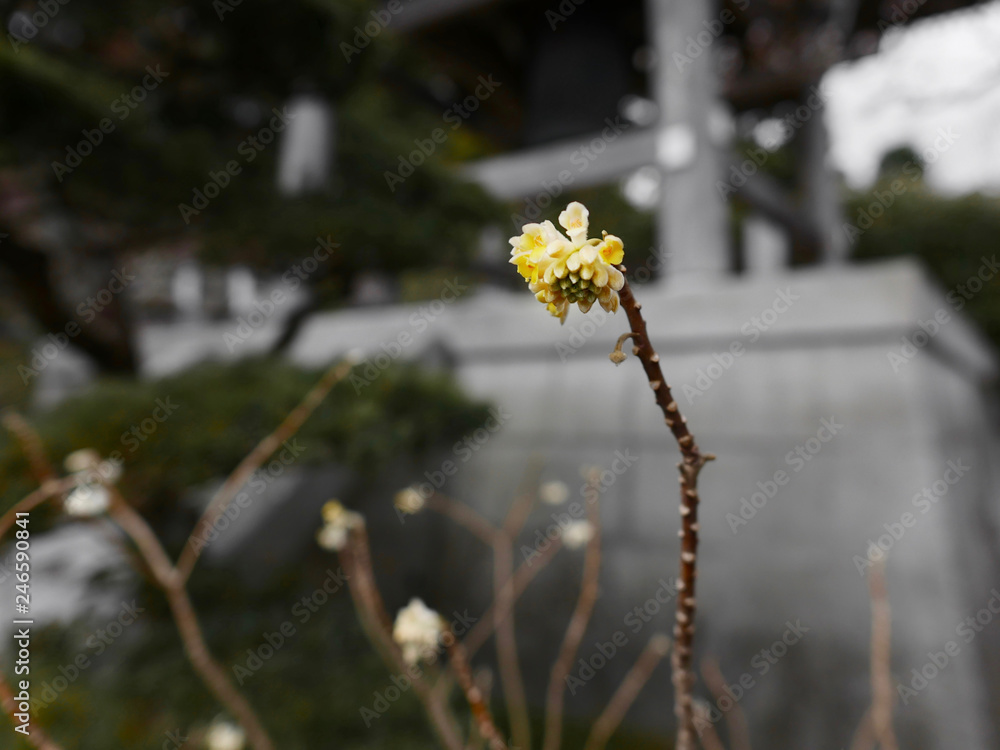 yellow flowers on a background kamakura japan yellow flowers on a background kamakura japan