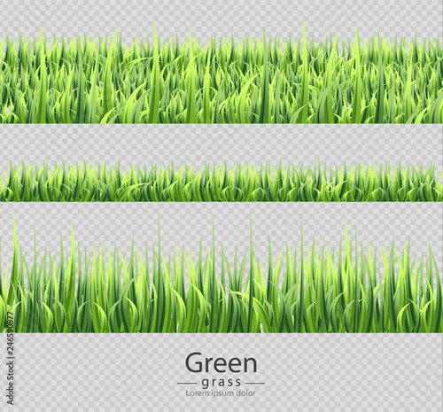 Green grass set collection isolated Vector realistic. Transparent backgrounds
