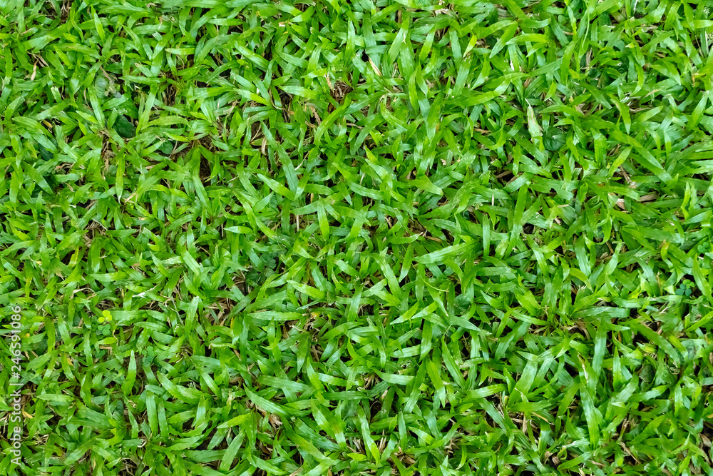 Green grass texture for background. Green lawn pattern and texture background. Close-up. Green grass texture for background. Green lawn pattern and texture background. Close-up.