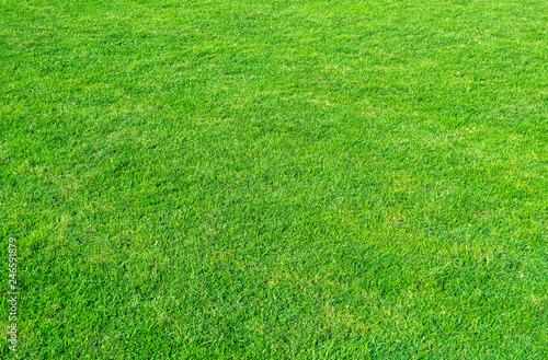 Background of green grass field. Green grass pattern and texture. Green lawn for background.
