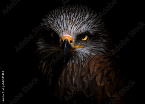 Fotografía black kite