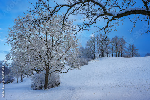 Winter snowy morning in Bern. Elfenau park.