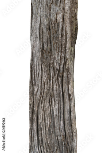Tree trunk isolated on white background.