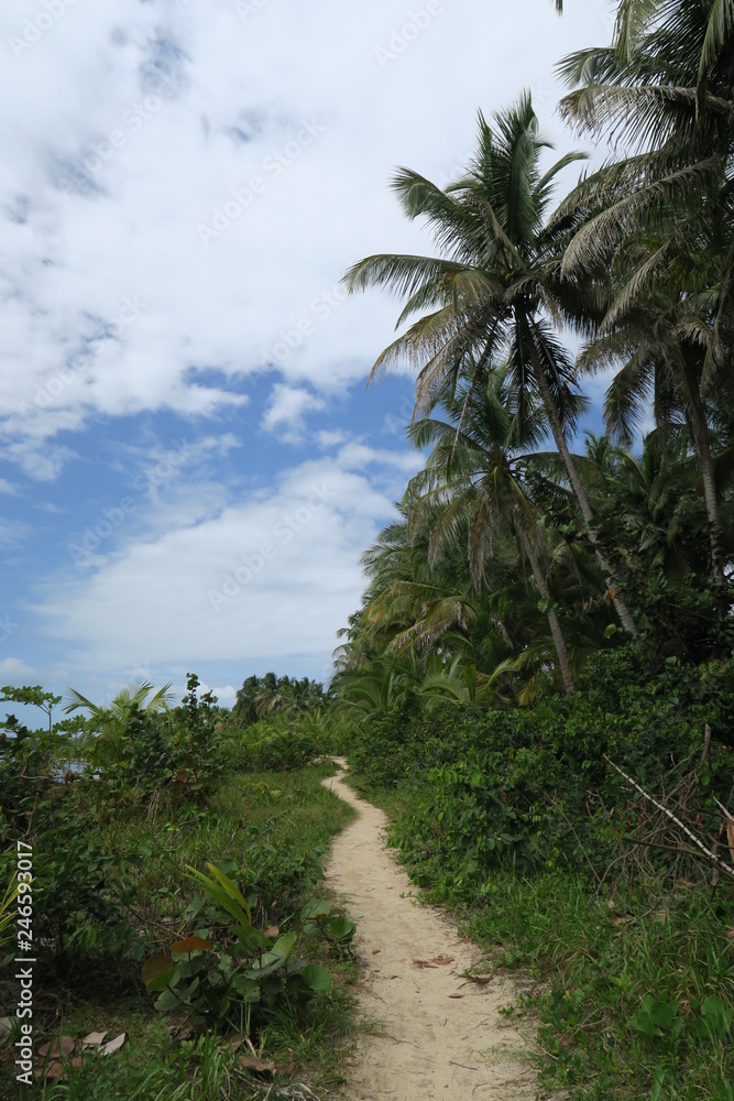 panama bocas del torro palm tree way to the beach