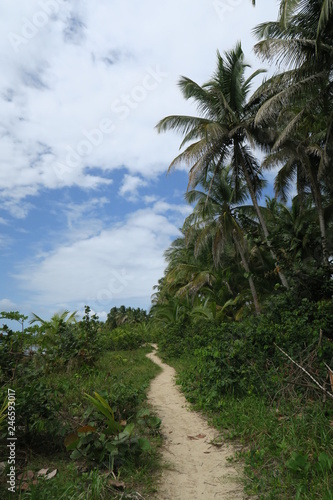 panama bocas del torro palm tree way to the beach