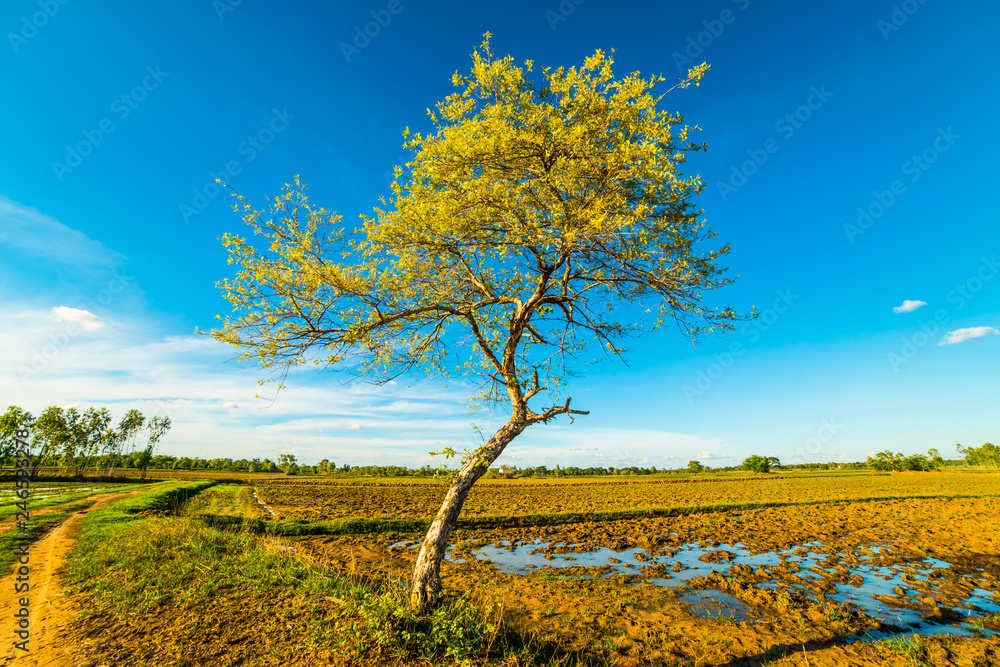 Obraz premium Tree in the field 5